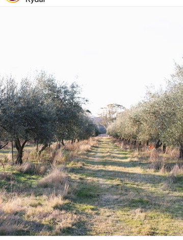 Olive Grove at Kimbri Farm