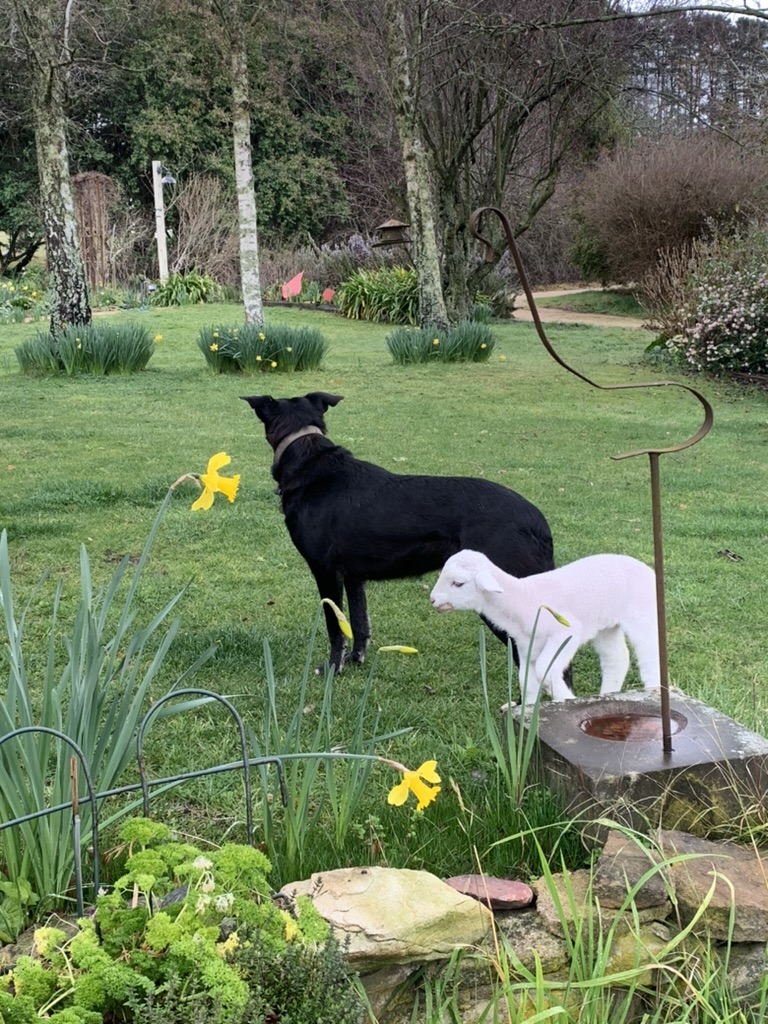 Dog and Sheep amongst daffodils