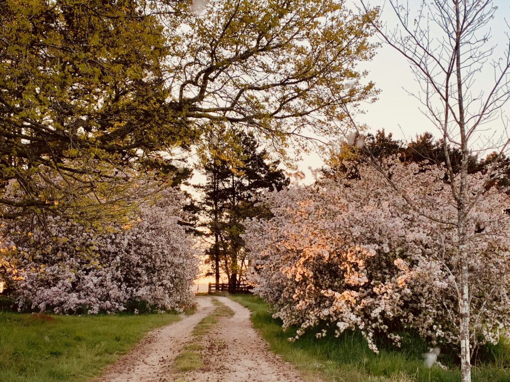 Laneway in full blossom